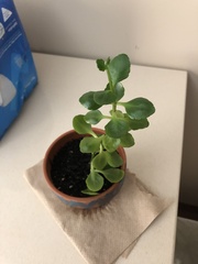 Phedimus kamtschaticus