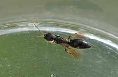 Bethylus fuscicornis