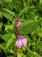 Impatiens rosea