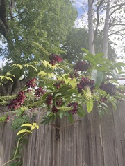 Wisteriopsis reticulata