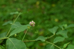 Euonymus oxyphyllus