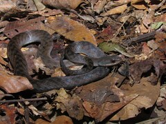 Erythrolamprus typhlus