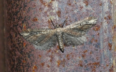 Eupithecia subapicata