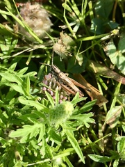 Pseudochorthippus curtipennis