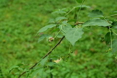 Euonymus oxyphyllus