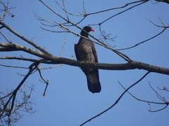 Patagioenas speciosa