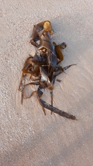 Saccorhiza polyschides