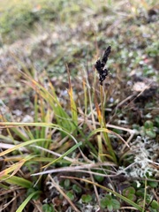 Carex bigelowii arctisibirica