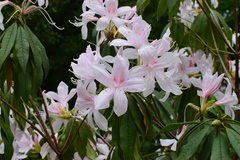 Rhododendron championiae