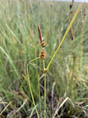 Carex rotundata