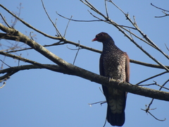 Patagioenas speciosa