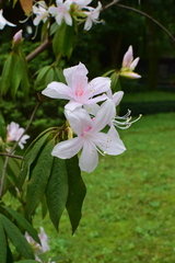 Rhododendron championiae
