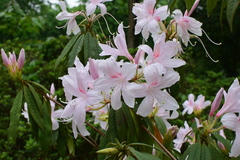 Rhododendron championiae