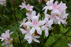 Rhododendron championiae