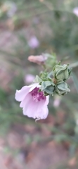 Althaea cannabina