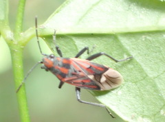 Haemobaphus concinnus