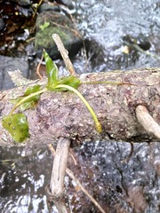 Potamogeton perfoliatus