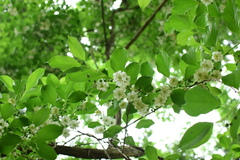 Actinidia macrosperma