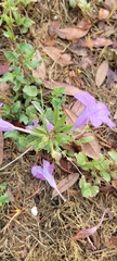 Ruellia nudiflora