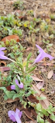 Ruellia nudiflora