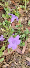 Ruellia nudiflora