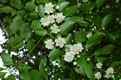 Actinidia macrosperma