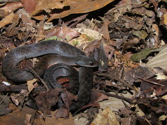 Erythrolamprus typhlus