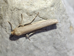 Eilema marcida