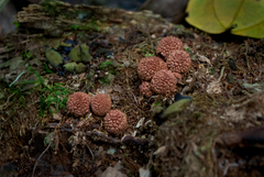 Geastrum echinulatum