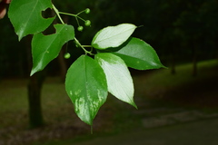 Actinidia macrosperma