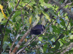 Amblycercus holosericeus