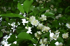 Actinidia macrosperma
