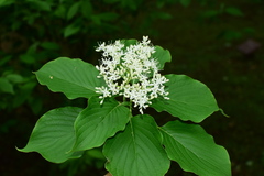 Cornus controversa