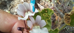 Nemesia bicornis