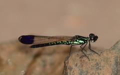 Libellago semiopaca