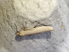 Eilema marcida