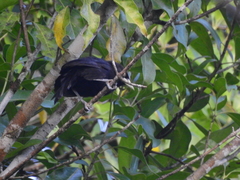 Amblycercus holosericeus
