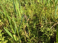 Proctacanthus gracilis