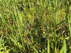 Proctacanthus gracilis