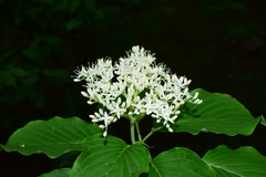 Cornus controversa