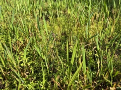 Proctacanthus gracilis