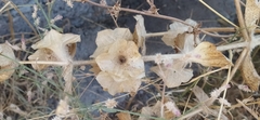 Phlomoides isochila