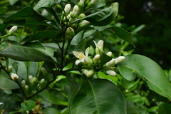 Citrus maxima