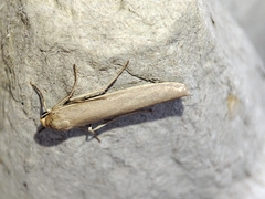 Eilema marcida