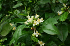 Citrus maxima