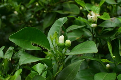 Citrus maxima