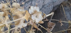 Phlomoides isochila