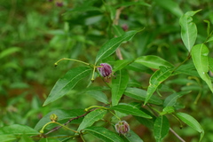 Periploca sepium
