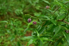 Periploca sepium
