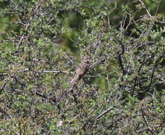 Carpodacus